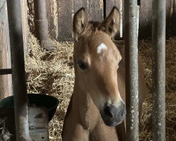 Fohlen von Milisa (Deutsches Reitpony, 2024, von Mescal 15)