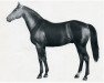 stallion Steinadler xx (Thoroughbred, 1952, from Ticino xx)