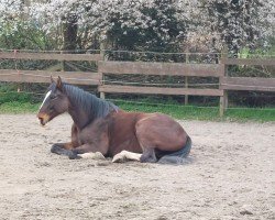 dressage horse El Chapo 2 (Westphalian, 2016, from Escolar)