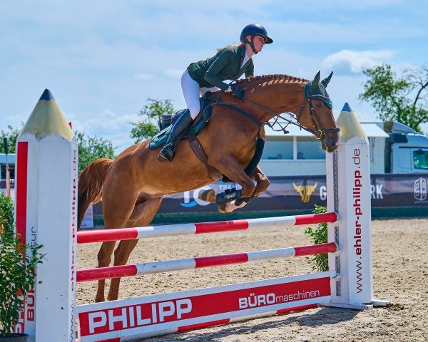 jumper Calina 139 (Holsteiner, 2018, from Caplan)