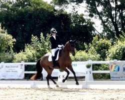 dressage horse Santa Rose 2 (Oldenburg, 2019, from Santo Domingo)