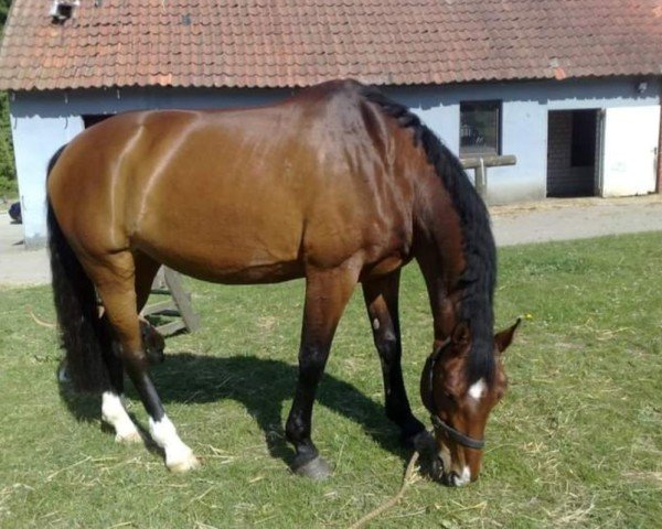 broodmare Monty (Hanoverian,  , from Morning Star)