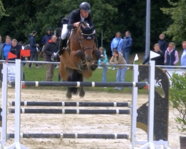 jumper Super Mäcki (Oldenburg show jumper, 2014, from Stakkato Gold)