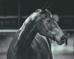 Zuchtstute Gardelegen (Trakehner, 2016, von Insterburg TSF)