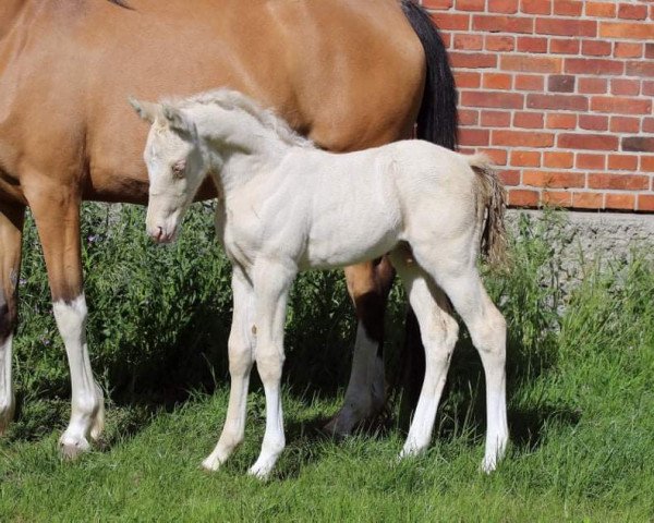 stallion Christian Dior (German Riding Pony, 2020, from Creme Brulee v.H.)