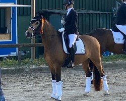 dressage horse Marty Mc Fly S (German Riding Pony, 2015, from FS Mr. Right)