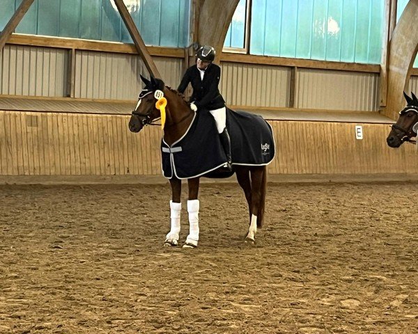 dressage horse Daisy (Hanoverian, 2014, from Duke of Hearts xx)