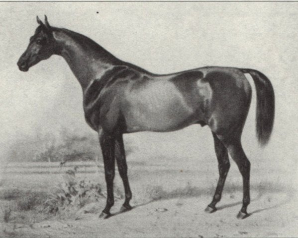 stallion Westow xx (Thoroughbred, 1846, from Melbourne xx)