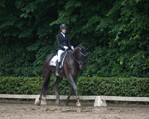 dressage horse Savoyen 3 (Hanoverian, 2017, from Spörcken)