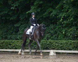 dressage horse Savoyen 3 (Hanoverian, 2017, from Spörcken)