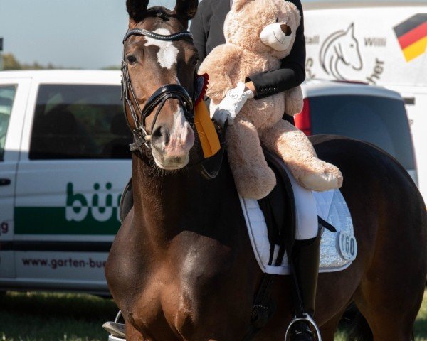 dressage horse Yvonne 14 (unknown, 2011)