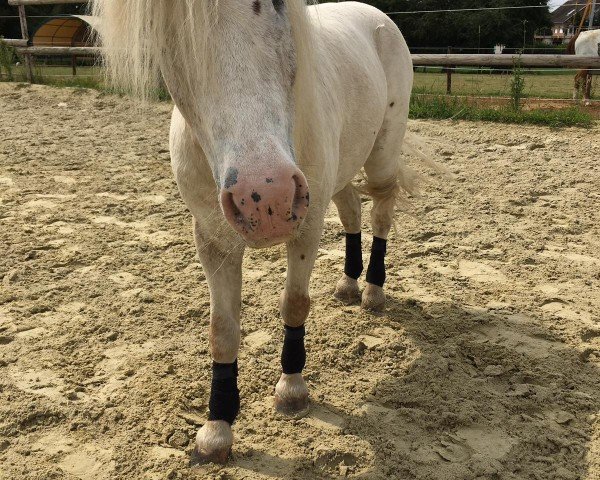 Pferd Avanti van de Brink (Nederlands Appaloosa Pony, 2004, von Orion van Stal Ciroshet)