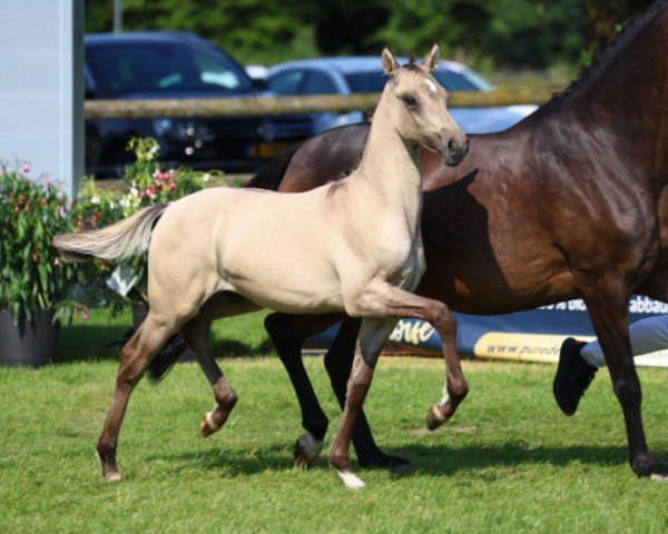 Fohlen von Glückskeks (Deutsches Reitpony, 2024, von Gold Garant)