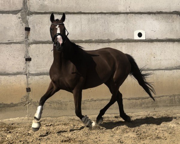 horse Kenza Marandaise (French Trotter, 2020, from Unbridled Charm)