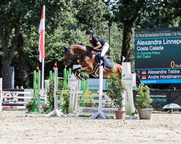 jumper Costa Calada (Oldenburg show jumper, 2018, from Comme Prevu)