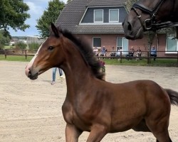 foal by Sahnehäubchen G (Holsteiner, 2024, from Million Dollar)