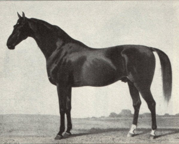 stallion Alhambra (Hanoverian, 1855, from Sebras)