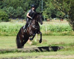 jumper Happy Day (Trakehner, 2018, from Fairmont Hill (ex Fliederglanz))