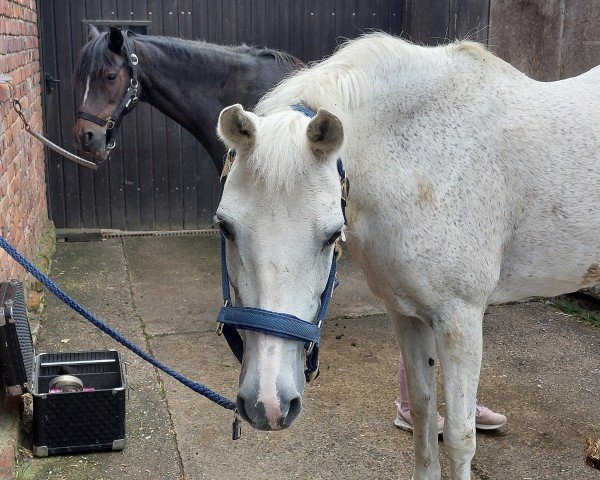 dressage horse Lambada 146 (unknown, 1996)