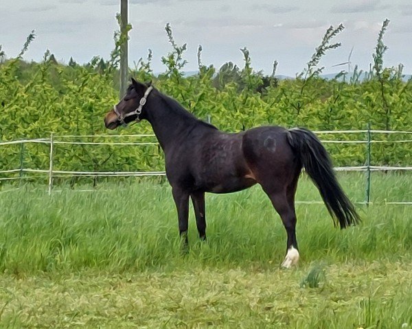 broodmare Bella (Welsh-Pony (Section B), 2005, from Blue Stone Swing Boy)