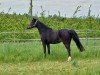 Zuchtstute Bella (Welsh Pony (Sek.B), 2005, von Blue Stone Swing Boy)