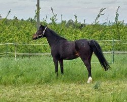 Zuchtstute Bella (Welsh Pony (Sek.B), 2005, von Blue Stone Swing Boy)