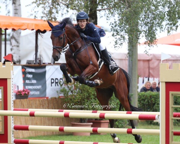 jumper Casper 508 (German Sport Horse, 2020, from Casallco)