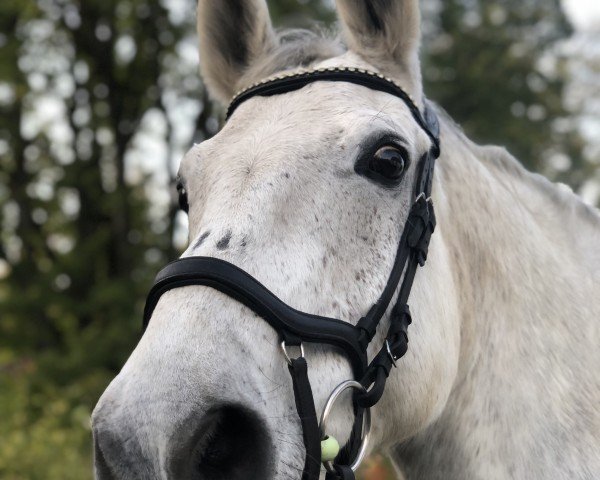 jumper Cielo 10 (Oldenburg show jumper, 2009, from Camarque 3)