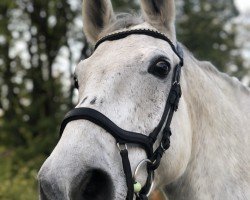 jumper Cielo 10 (Oldenburg show jumper, 2009, from Camarque 3)