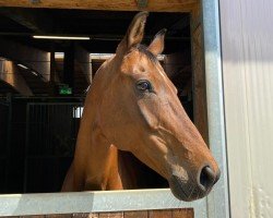 dressage horse Dee Jane (Hanoverian, 2008, from Don Crusador)