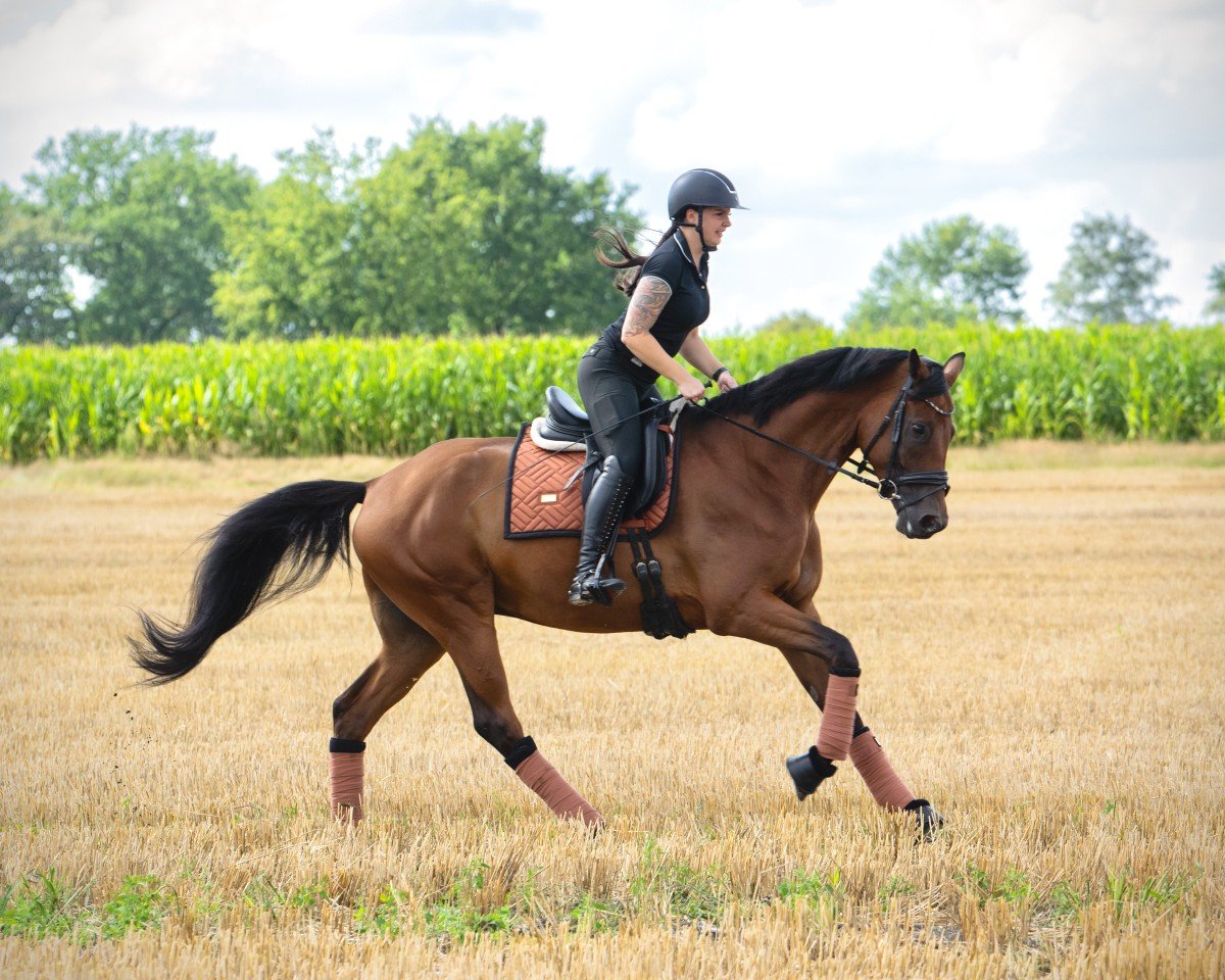 dressage horse Ippolito 6 (Oldenburg, 2018, from Ivanhoe)