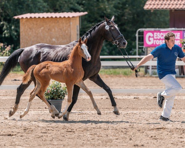 foal We love to entertain you (Austrian Warmblood, 2024, from Pride)