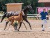 foal We love to entertain you (Austrian Warmblood, 2024, from Pride)