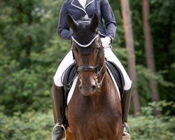 dressage horse Daily Pleasure 41 (Oldenburg, 2017, from Dantano)