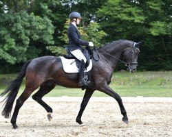 dressage horse Sandaldi (Oldenburg, 2018, from Sandro King)