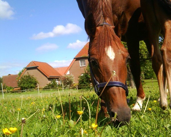 Zuchtstute Carina (Deutsches Reitpony, 1998, von Dschingis-Khan)