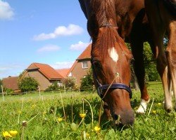 Zuchtstute Carina (Deutsches Reitpony, 1998, von Dschingis-Khan)