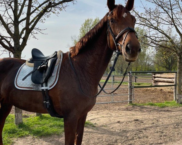 dressage horse Honigbiene (Hanoverian, 2010, from Hochadel)