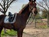 dressage horse Honigbiene (Hanoverian, 2010, from Hochadel)