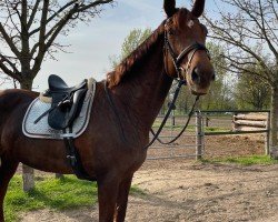 dressage horse Honigbiene (Hanoverian, 2010, from Hochadel)