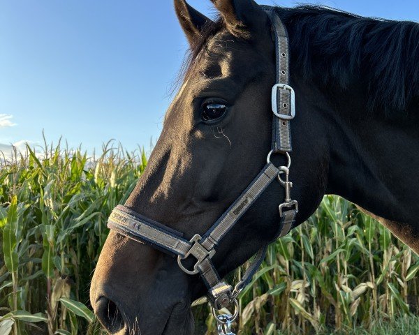 dressage horse Hot Scarlina (Oldenburg, 2019, from Hotline)