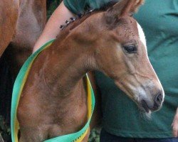 foal by Allez Hopp (German Sport Horse, 2024, from Accroche)