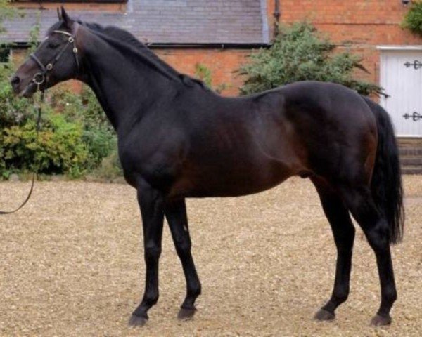 stallion High Estate xx (Thoroughbred, 1986, from Shirley Heights xx)