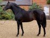 stallion High Estate xx (Thoroughbred, 1986, from Shirley Heights xx)