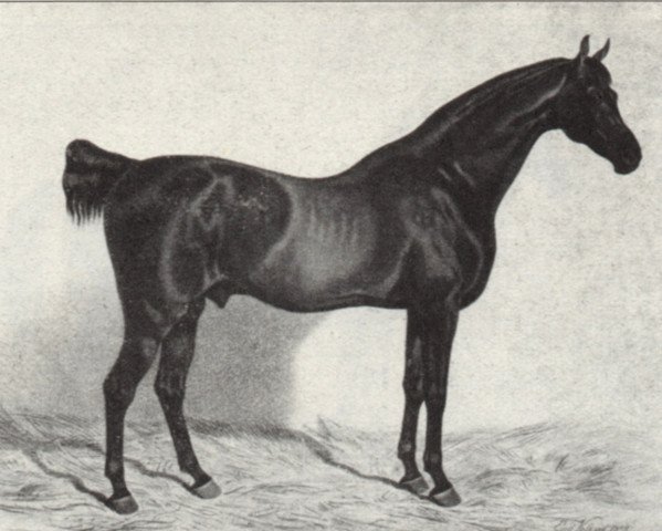 stallion Phönix (Mecklenburg, 1827, from Robin Hood xx)
