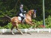 dressage horse Ballino von der Weide (Oldenburg, 2013, from Callaho's Benicio)