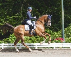 dressage horse Ballino von der Weide (Oldenburg, 2013, from Callaho's Benicio)