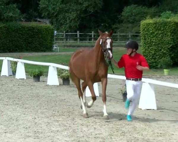 Westfälische Eliteschau für 3- und 4-jährige Deutsche Reitponys 2024