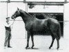 broodmare Cosquilla xx (Thoroughbred, 1933, from Papyrus xx)