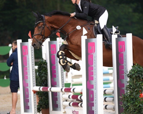 dressage horse Barolo L (Oldenburg, 2012, from Bordeaux 28)